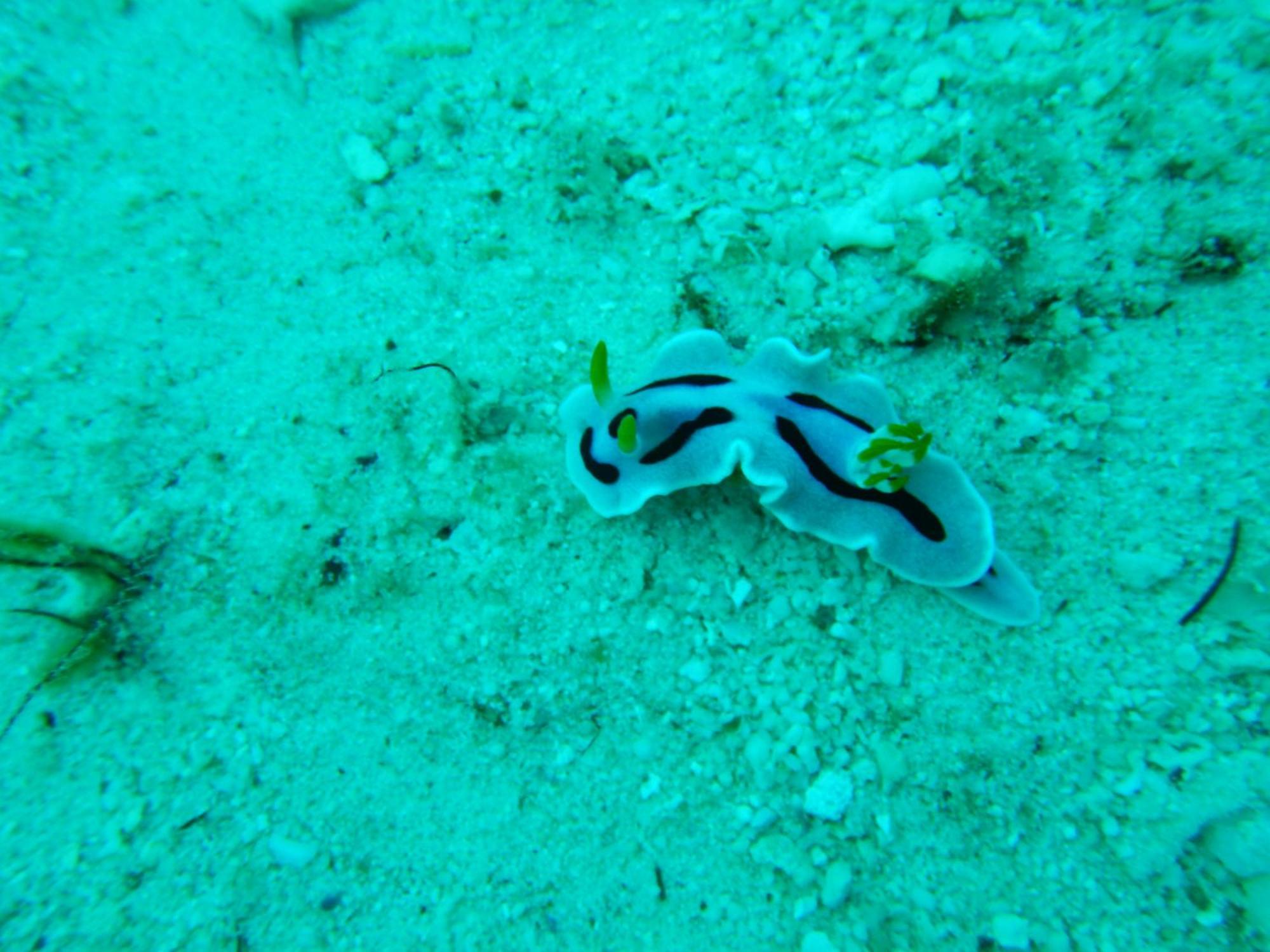 Villa Raja Ampat Blue Sea Besir Exterior foto