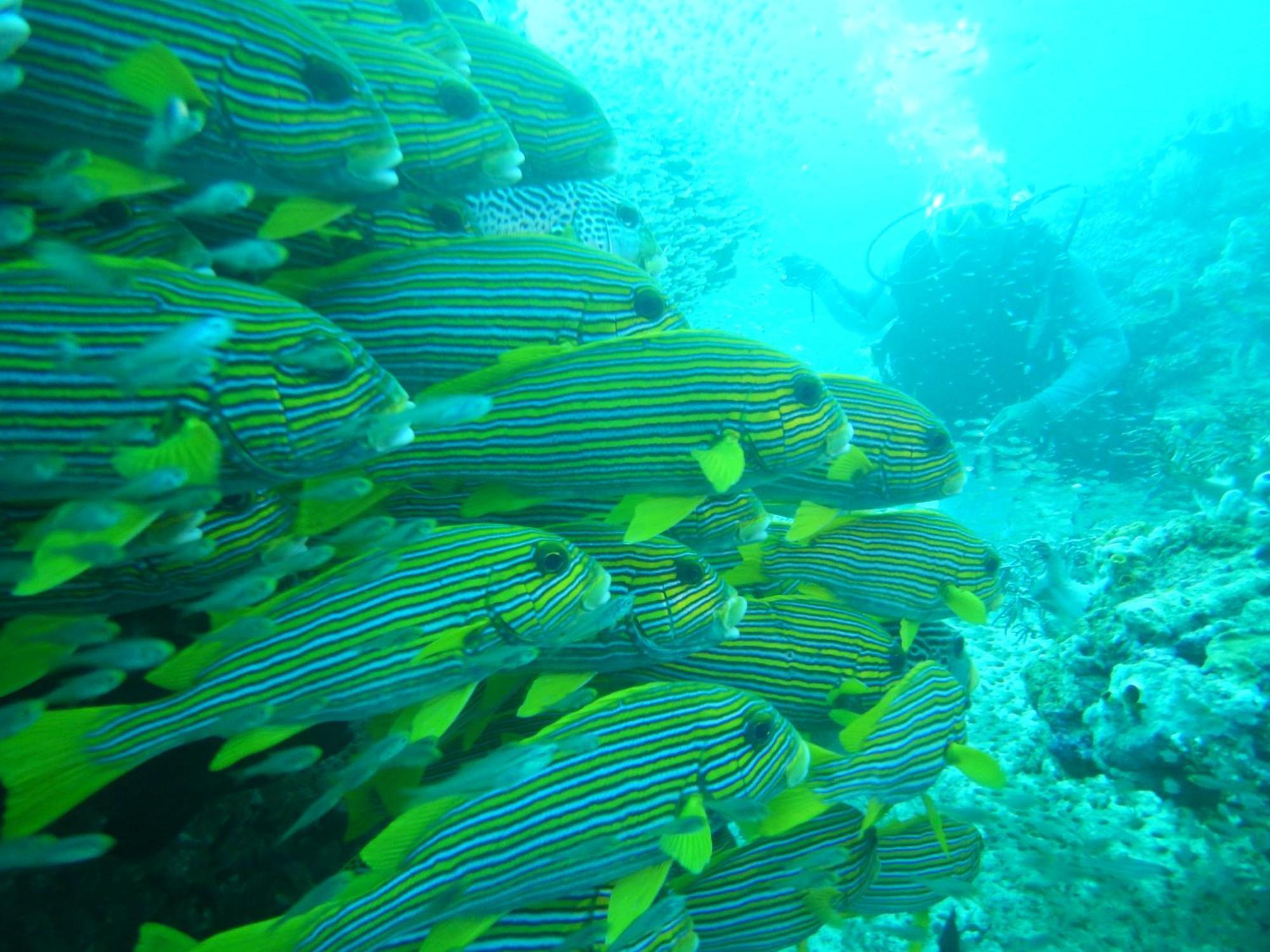 Villa Raja Ampat Blue Sea Besir Exterior foto