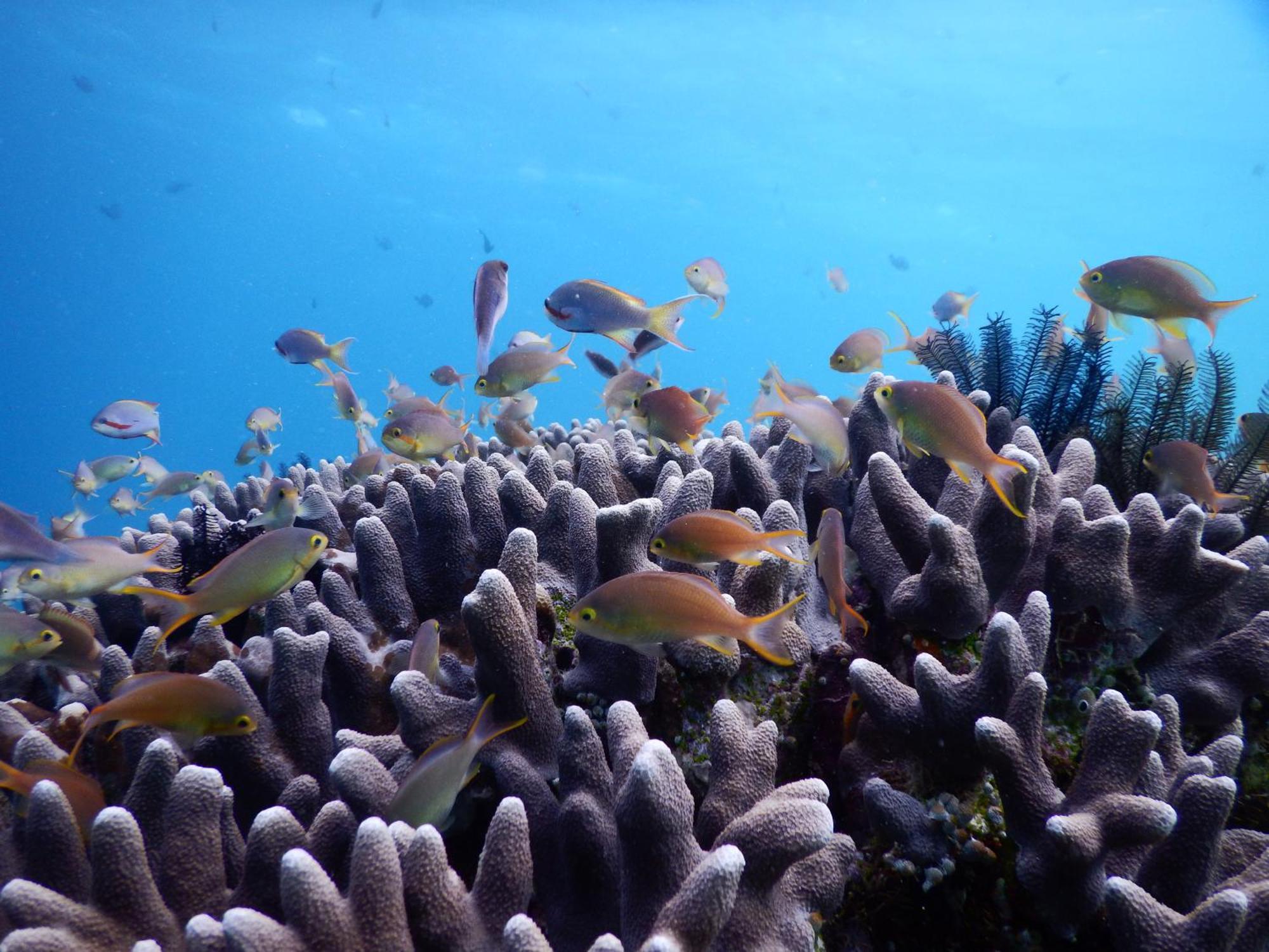 Villa Raja Ampat Blue Sea Besir Exterior foto