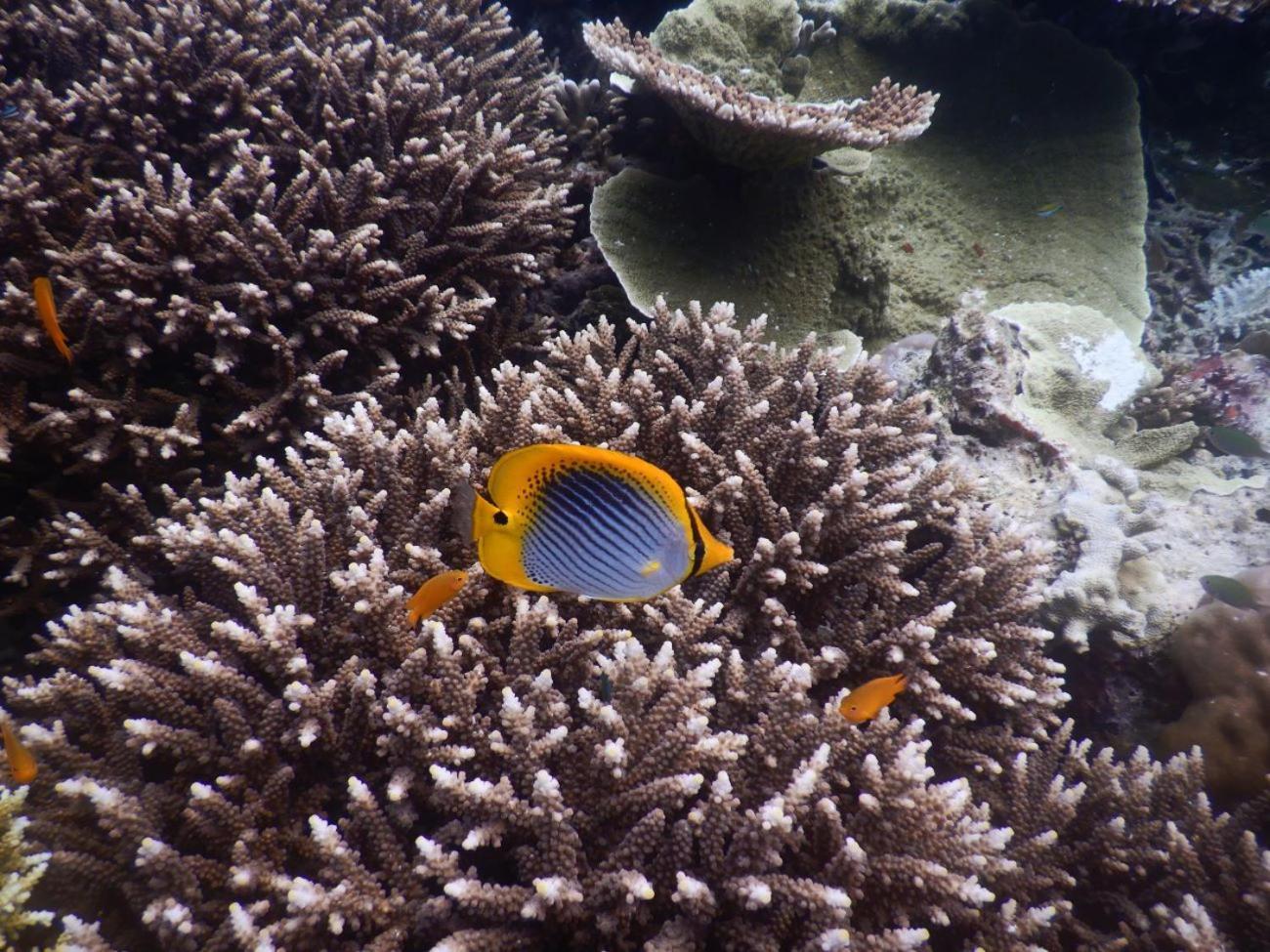 Villa Raja Ampat Blue Sea Besir Exterior foto