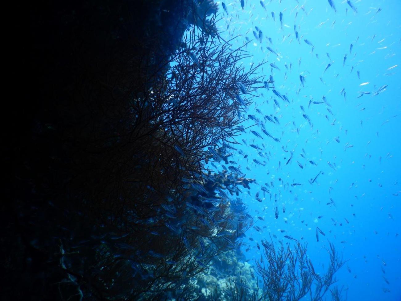 Villa Raja Ampat Blue Sea Besir Exterior foto